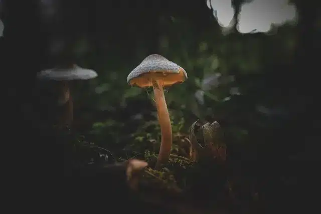 2019년 외국 영화 추천 및 관람평 모음
