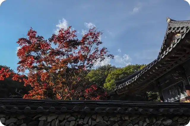 작은 아씨들 영화, 왜 다시 주목받고 있나